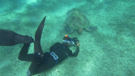 haciendo un primer plano de la tortuga