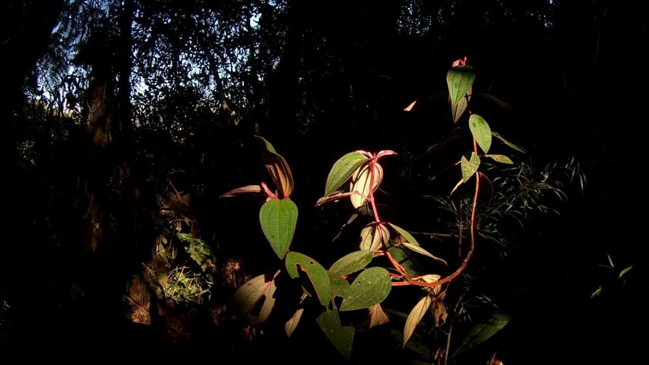 rayos de sol en una planta de la selva en el bosque profundo de la selva peruana
