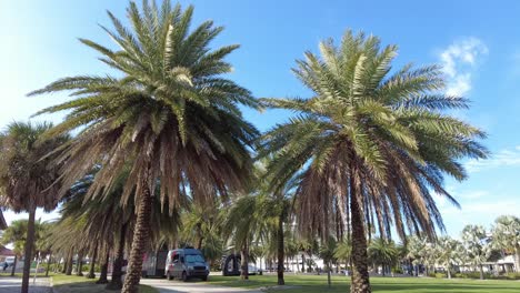 Palm-trees,-walking-trail,-and-the-world-famous-Pier-60-sign-in-Clearwater-Beach,-Florida