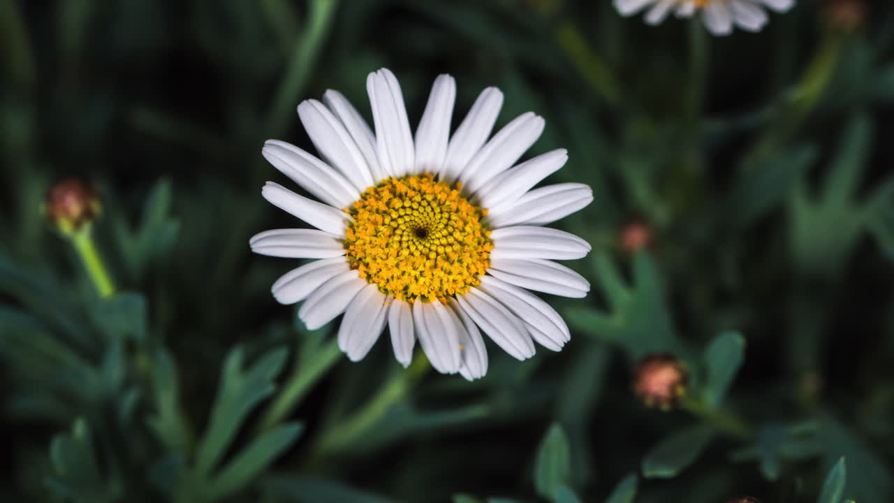 time lapse of flower blossoming