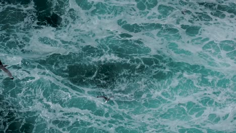 Seabirds-flying-over-the-white-waves-of-West-Iceland