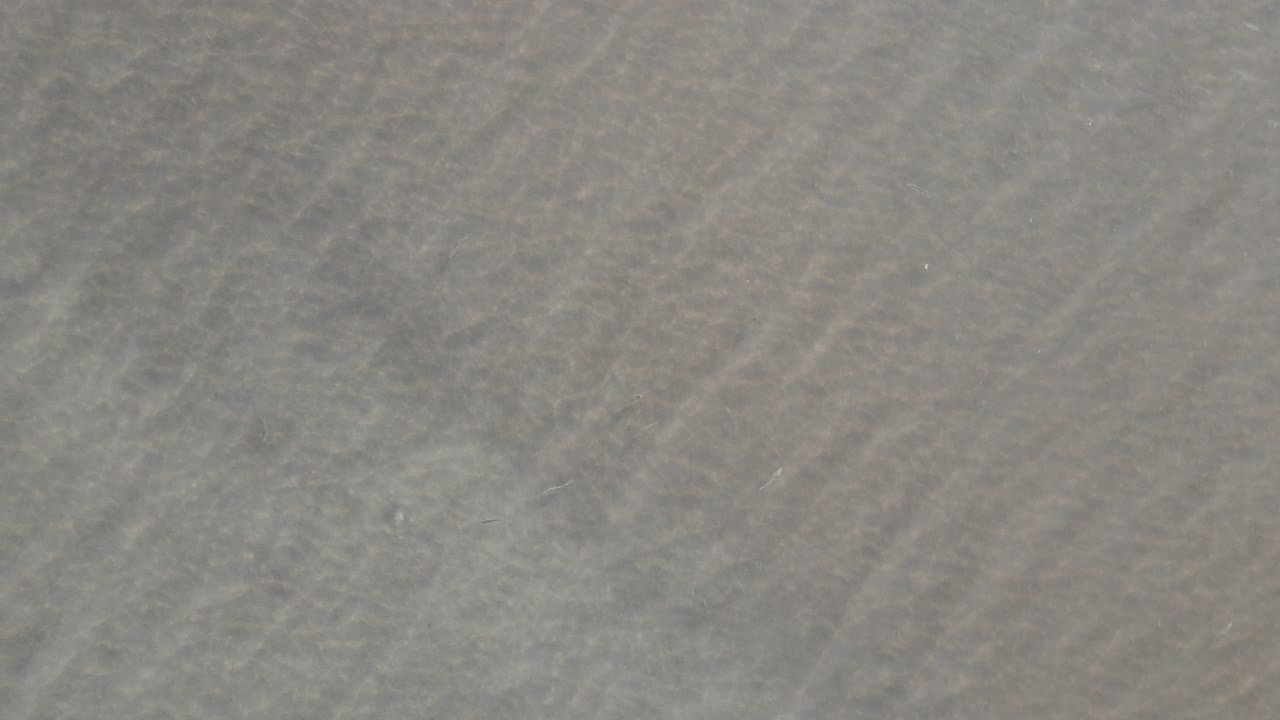 peces en el mar agitado