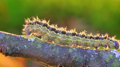 small tortoiseshell (aglais urticae) caterpillar. the urticaria caterpillar crawls in the rays of the setting sun.