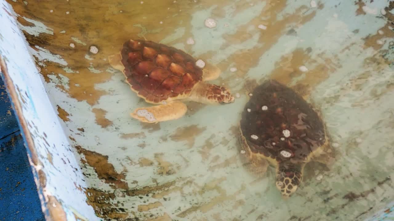 Sea turtles swim inside sea water pool in caribbean sanctuary nature reserve