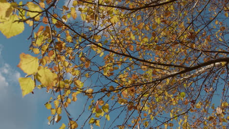 hojas de otoño en el abedul