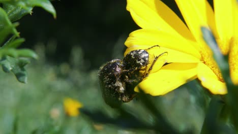 Close-up:-two-black-and-white-beetles-together-on-bright-yellow-petals