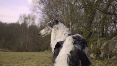 Ein-Bewachender-Jagdhund,-Der-über-Ein-Feld-Blickt