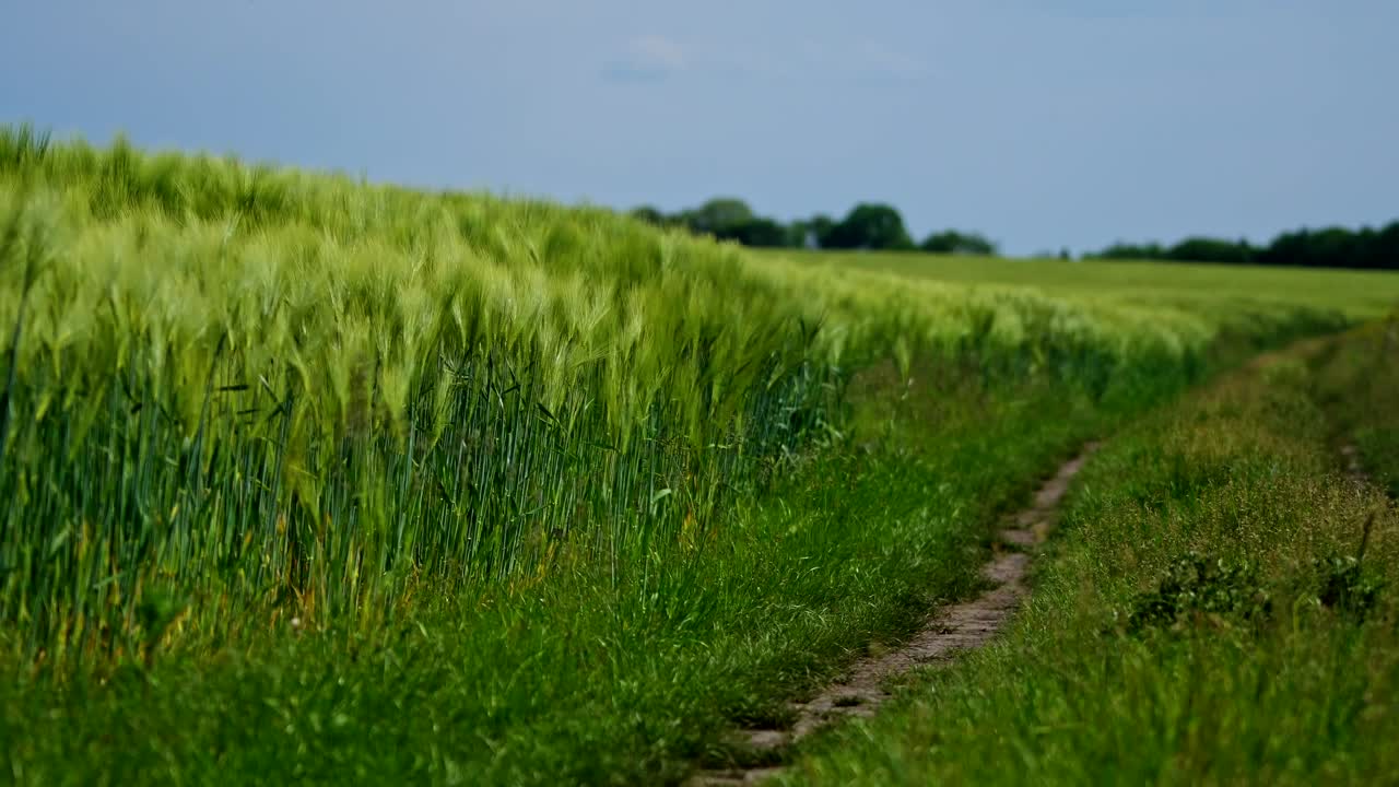 Footpath in the field. Green spikelets swaying in wind in the countryside. Beautiful organic plants growing on field. Natural environment. Close-up.
