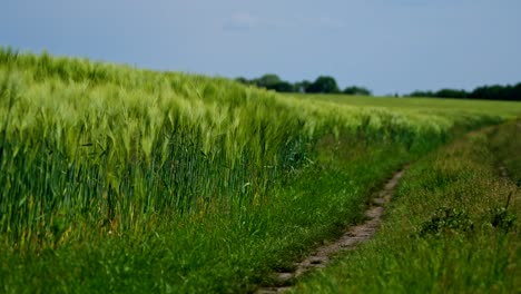 footpath in the field. green spikelets swaying in wind in the countryside. beautiful organic plants growing on field. natural environment. close-up.