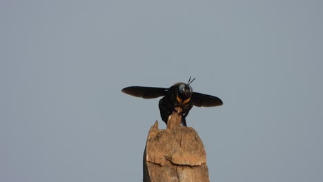 black flying bee - in tree