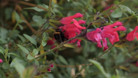 slow motion pan around bumblebee resting gently on bright pink flower in home garden as wind blows