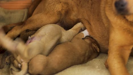 Cerca-De-Mamá-Mestiza-Alimentando-A-Sus-Cachorros