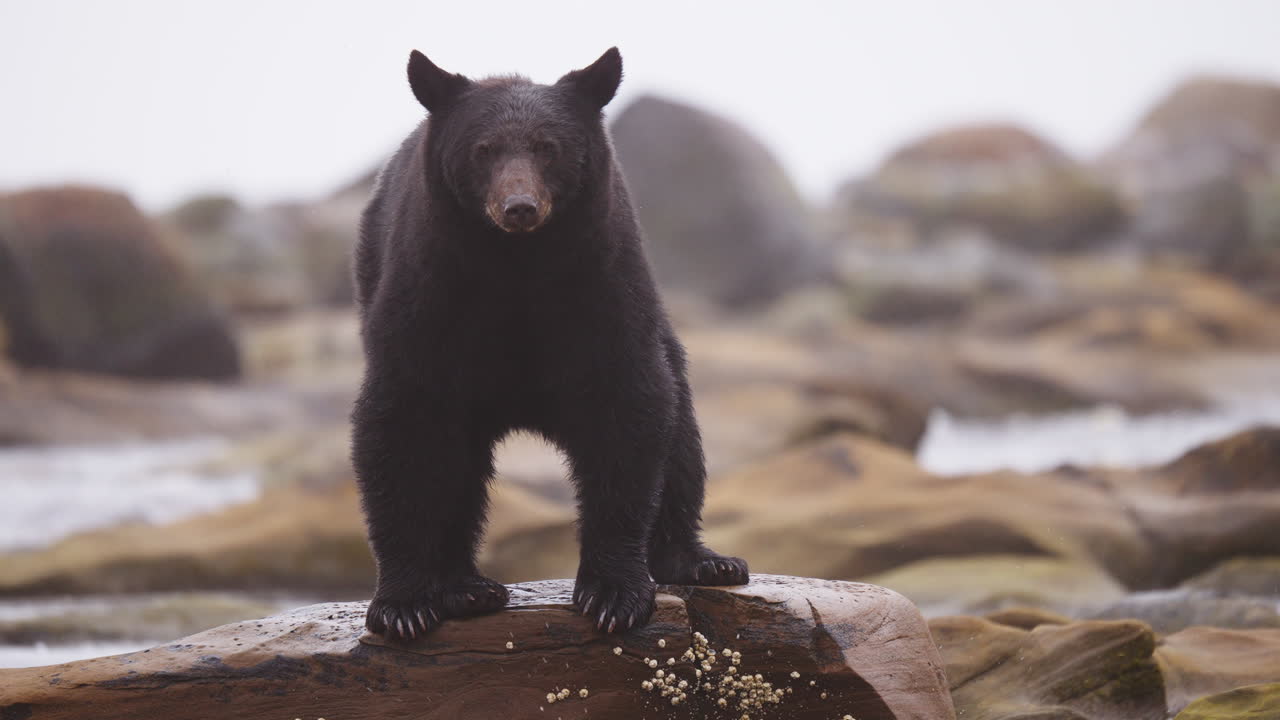 Black bear along the river in British Columbia, looking for salmon to feed on before going into hibernation for the winter