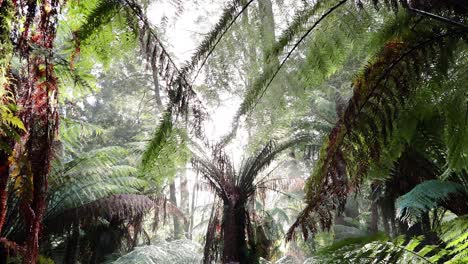 scenic rainforest walk with lush greenery