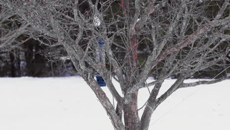 Varios-Pájaros-Saltando-Y-Moviéndose-En-Un-árbol-Estéril