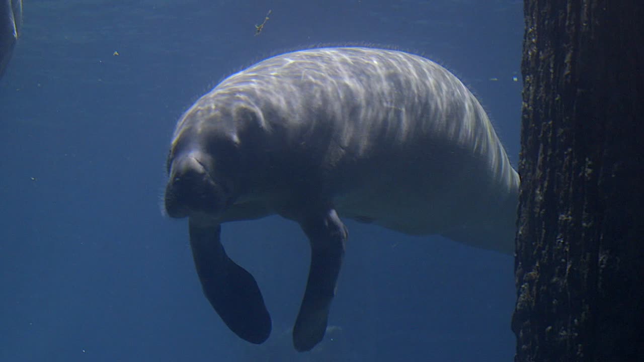 Manatee Swimming On The Clear Blue Water - Closeup Shot