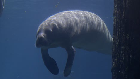 manatee swimming on the clear blue water - closeup shot