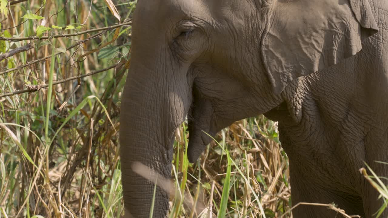 los elefantes en la hierba. el santuario del mundo de los elefantes, tailandia