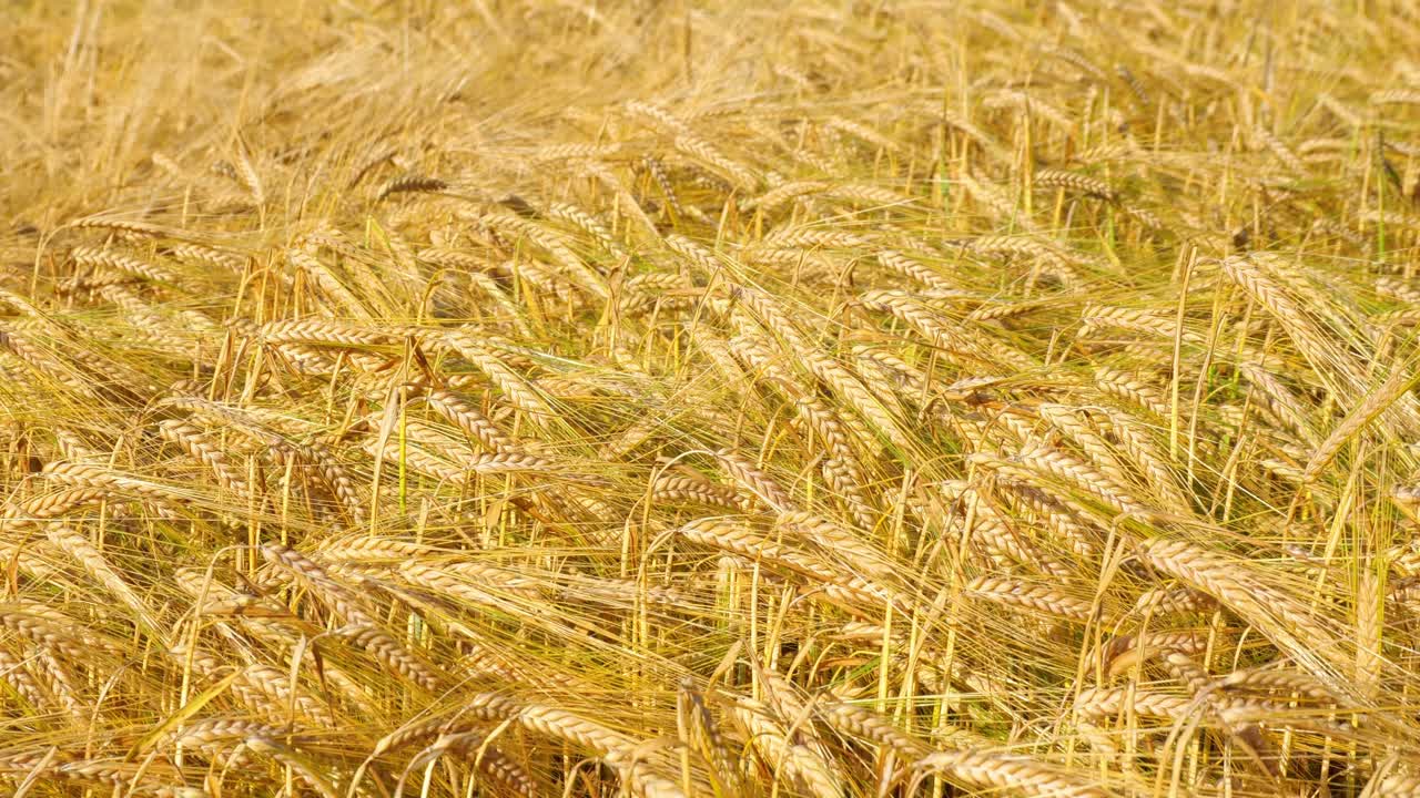 Sunlit Grains Waving Slowly on a Sunny Day
