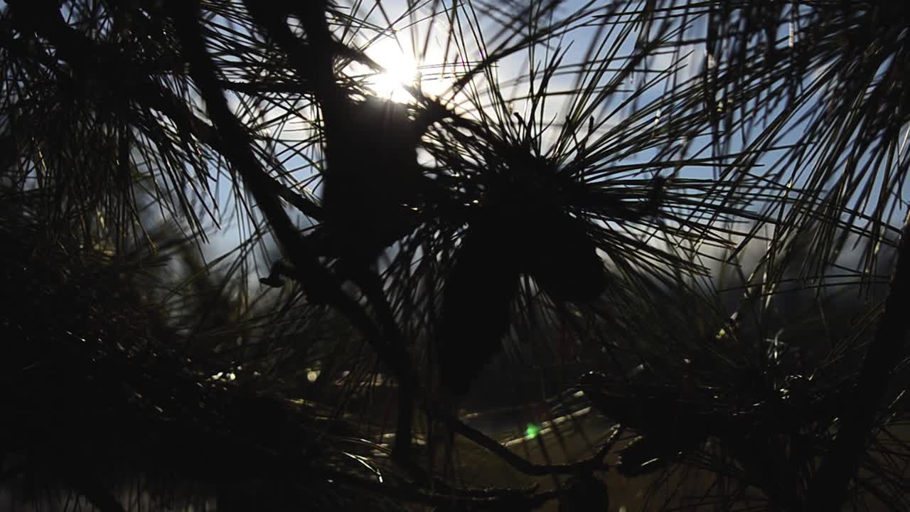 una toma de steadicam de la brillante luz del sol brillando a través de las agujas y ramas de un pino en el parque de la ciudad