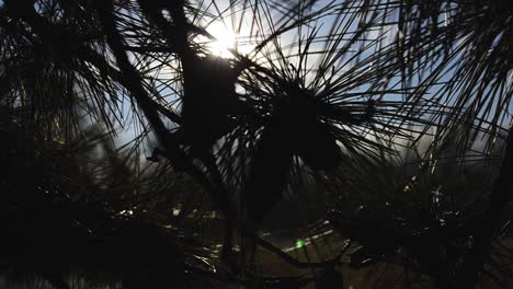 Una-Toma-De-Steadicam-De-La-Brillante-Luz-Del-Sol-Brillando-A-Través-De-Las-Agujas-Y-Ramas-De-Un-Pino-En-El-Parque-De-La-Ciudad