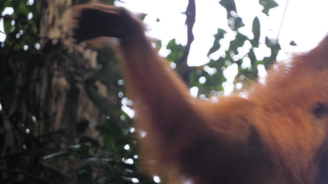 Endonezya, Sumatra, Bukit Lawang'da ağaçtan ağaca sallanan genç orangutanın yakın çekim ağır çekim görüntüsü.
