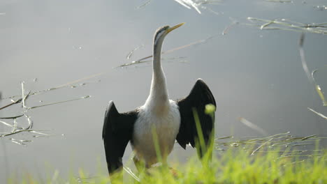 Australasian-Darter-Waterbird-Drying-Its-Wings-By-A-River,-SLOW-MOTION