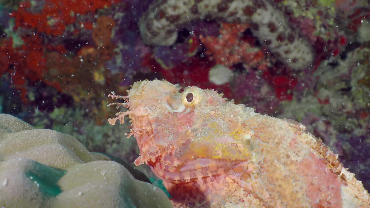 tassled scorpionfish는 바닥에 놓여 있습니다.