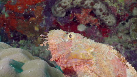 tassled scorpionfish  lies on the bottom, close up