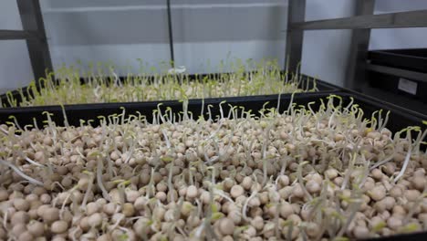sustainable greenery inside a modern indoor farm