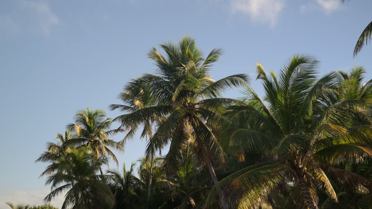 Palm trees blowing in the wind.