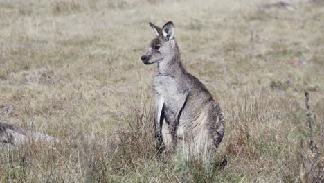 Wallaby-Parado-Y-Mirando-Alrededor-En-El-Bosque---Plano-General