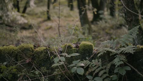 A-moss-covered-stone-wall-in-a-dark-English-forest-in-Autumn