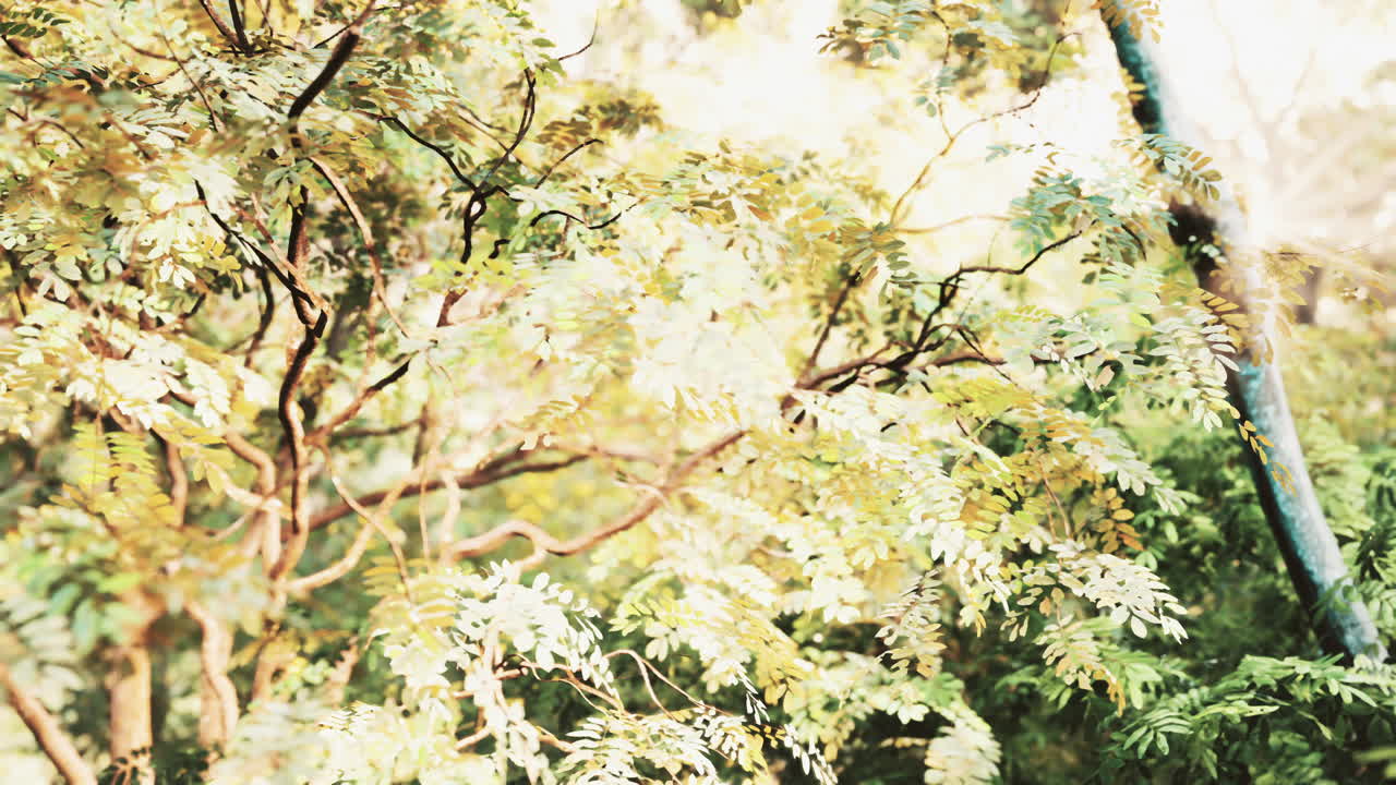 빛의 광선을 가진 초록색 숲