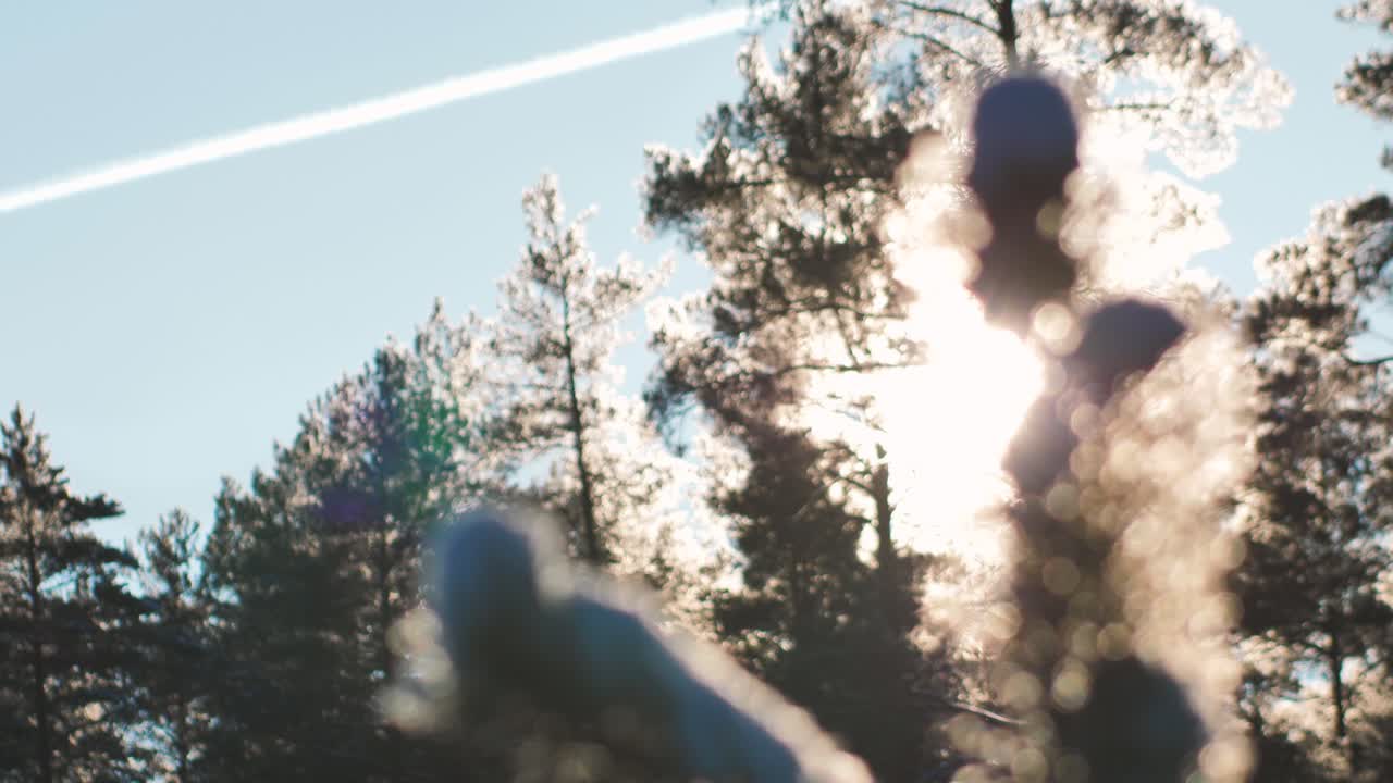 겨울의 소나무 숲