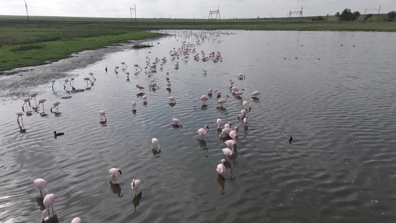 Aerial 4k, flying low over flamingos and other shallow water waders in Free State, South Africa