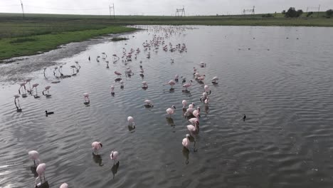 4k-Aéreo,-Volando-Bajo-Sobre-Flamencos-Y-Otras-Aves-Zancudas-De-Aguas-Poco-Profundas-En-Estado-Libre,-Sudáfrica