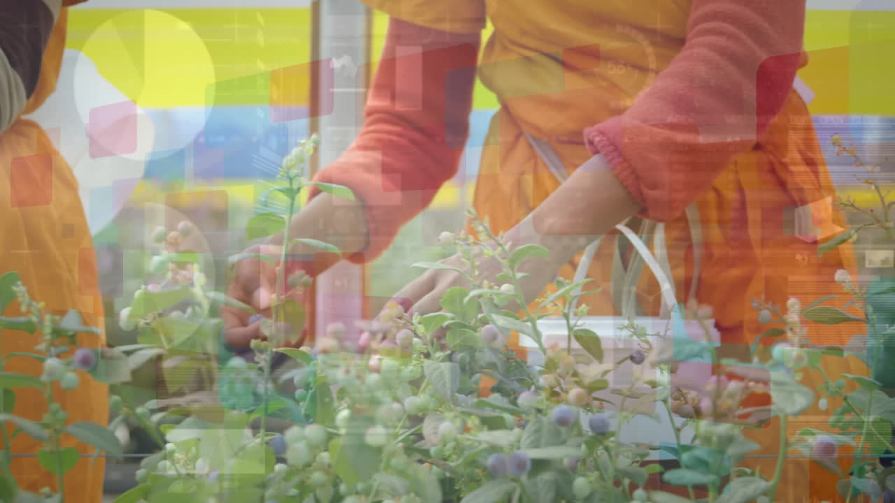 Smart farming being animated in greenhouse scene, showing flat design icons harvesting blueberries