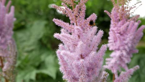 close-up bumblebee species white-tailed on flower plumes of harbaceous plant astilbe