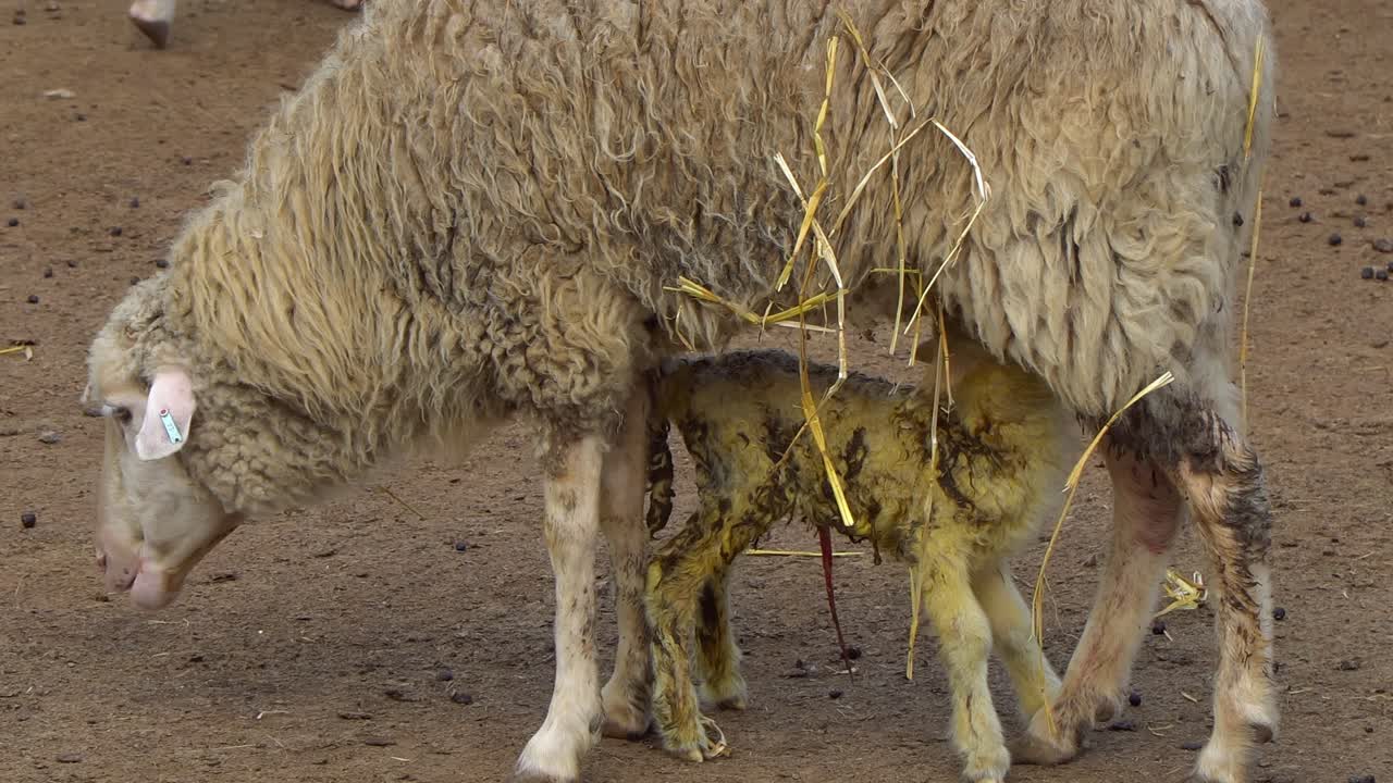 Close-up of a newborn baby lamb suckling from its mother ewe
