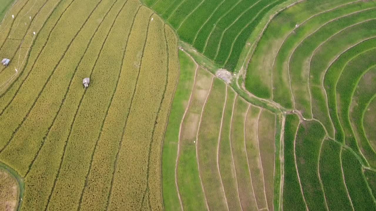la belleza de los campos de arroz verdes y fértiles con arroz listo para ser cosechado
