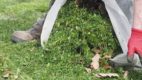 collecting and bagging grass clippings