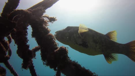 puffer fish hiding behind a rope with the sun in the background