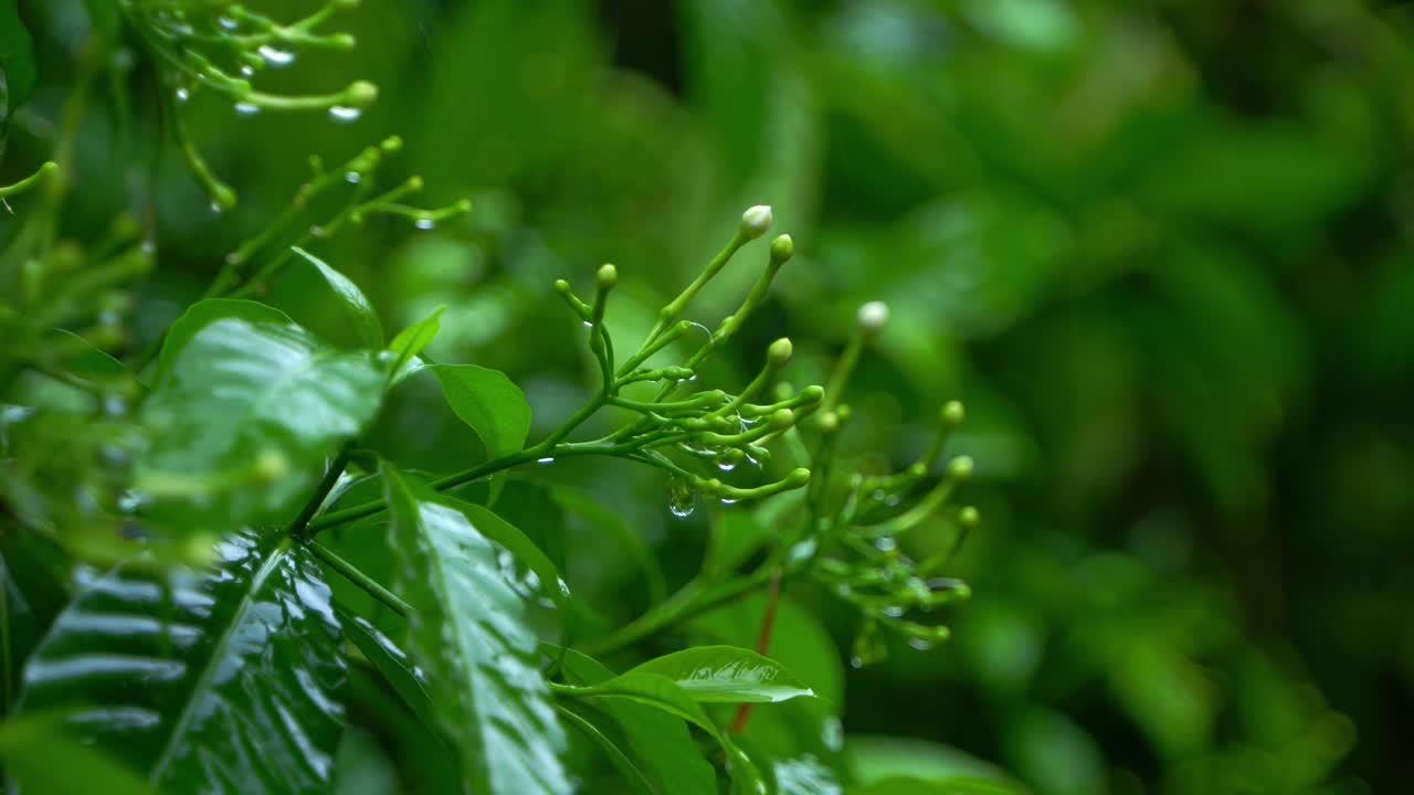 비가 오는 계절 에, 동부 인도 는 비가 오는 계절 에 많은 비 가 내린다