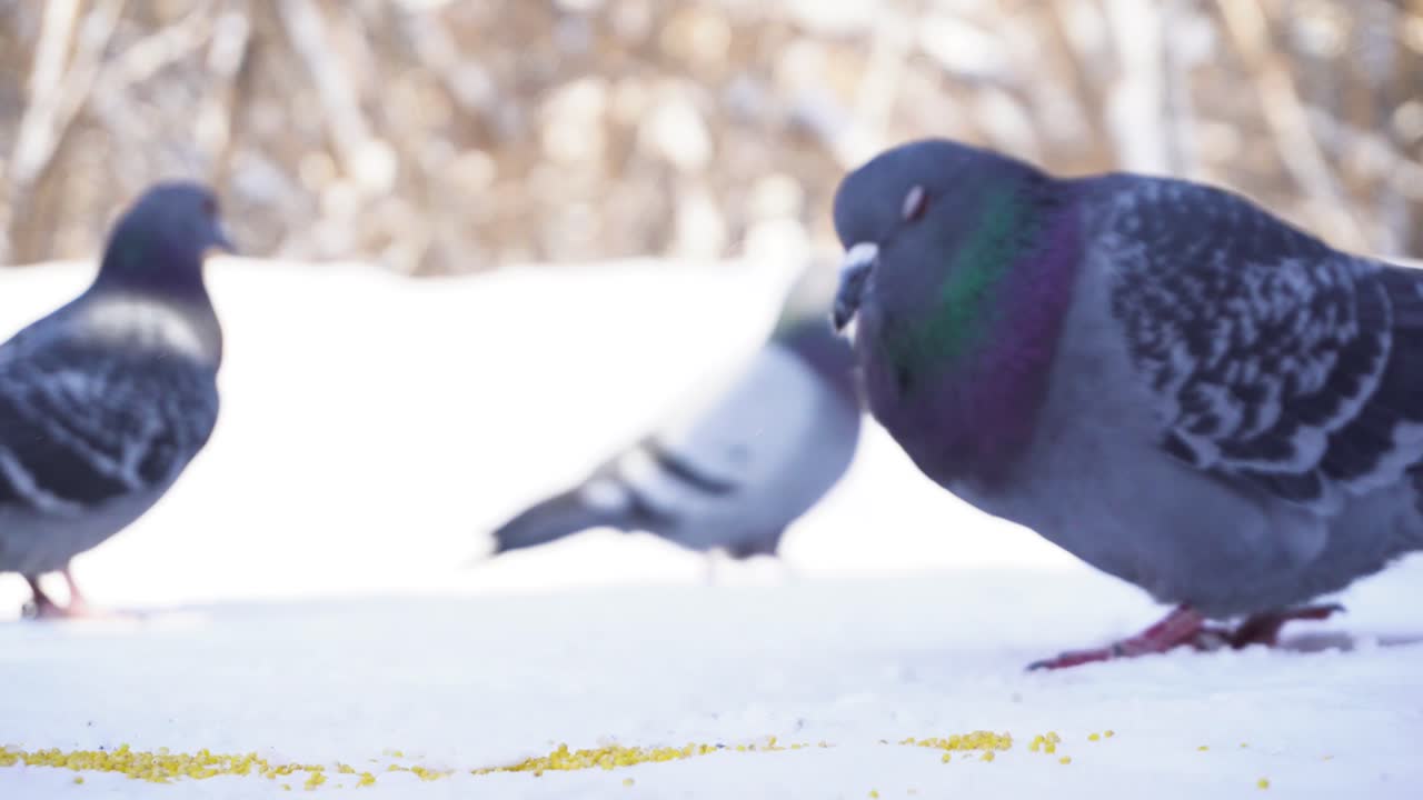 눈 속에서 먹는 비둘기