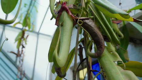 Lush-carnivorous-pitcher-plants-hanging-in-a-botanical-garden