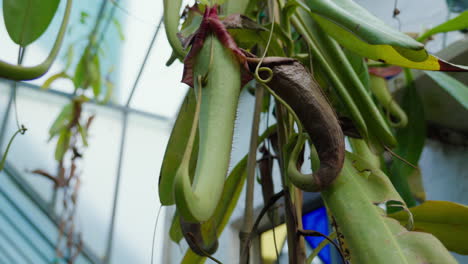 plantas carnívoras exuberantes colgando en un jardín botánico
