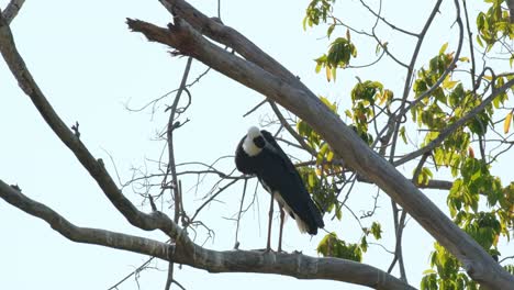 Seen-preening-and-looks-down-to-look-around-while-perched-on-a-high-branch,-Asian-Woolly-necked-Stork-Ciconia-episcopus,-Near-Threatened,-Thailand