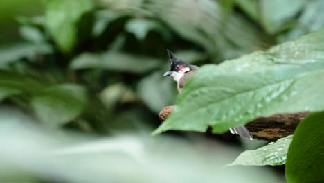 primer plano de bulbul de bigotes rojos detrás de la hoja