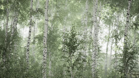 árboles de abedul en la hierba verde